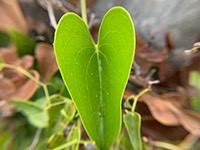 9519_200_med_hr
